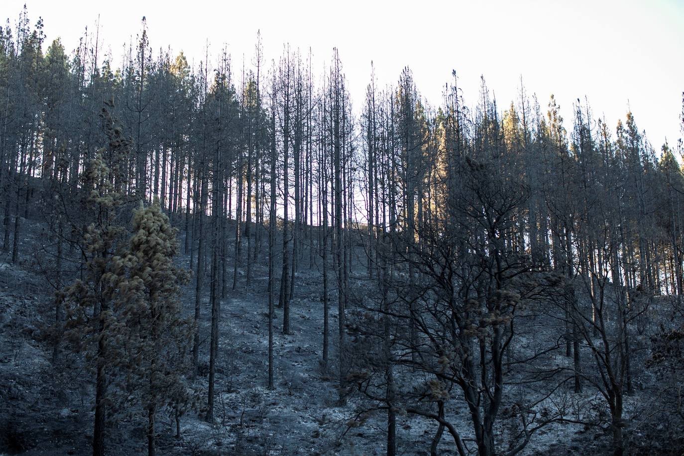 Zonas afectadas por el fuego del incendio forestal en el Barranco Los Pajaritos.