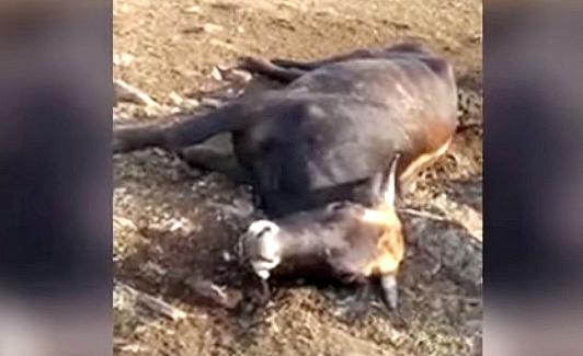 Imagen de una de las vacas calcinadas por el rayo. 