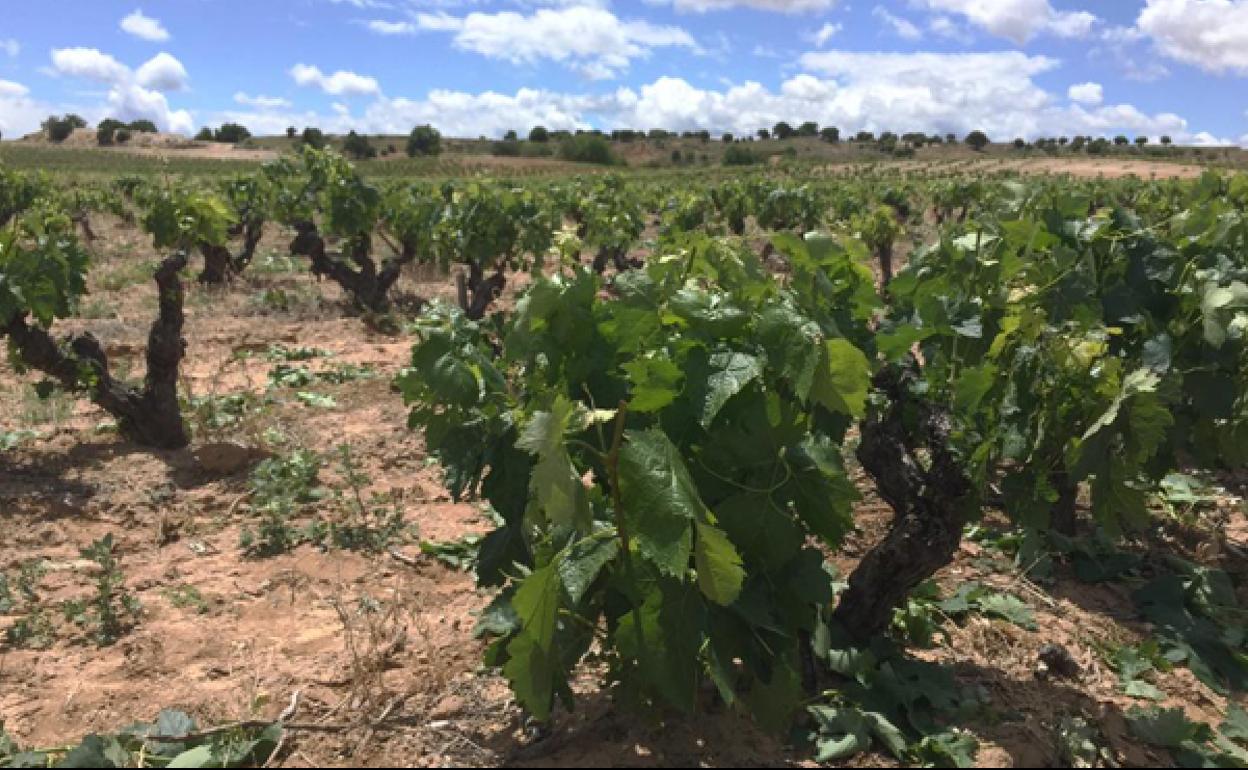 La DO Arlanza confía en recuperar la producción habitual tras las lluvias estivales