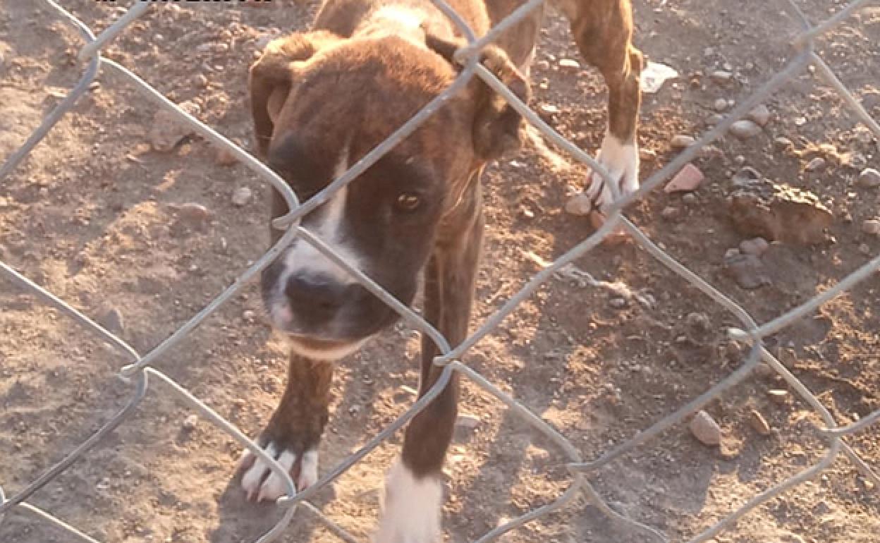 La perra de raza boxer, que fue vendida en pésimas condiciones. 