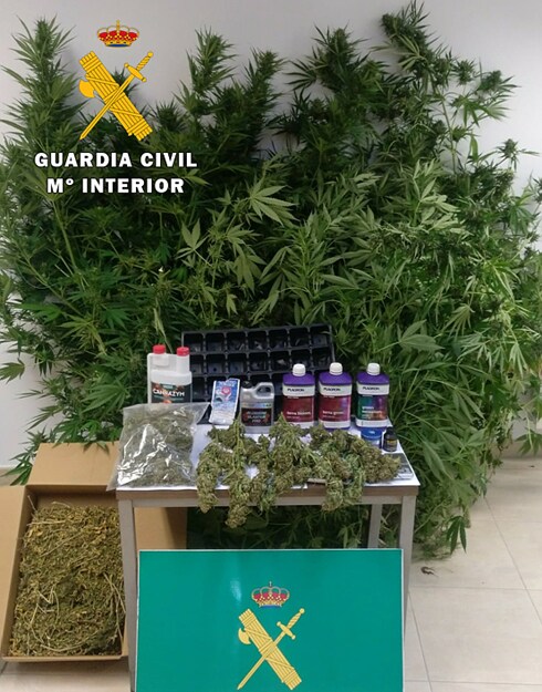 Plantas de marihuana en verde y secas y otro material aprehendido. 