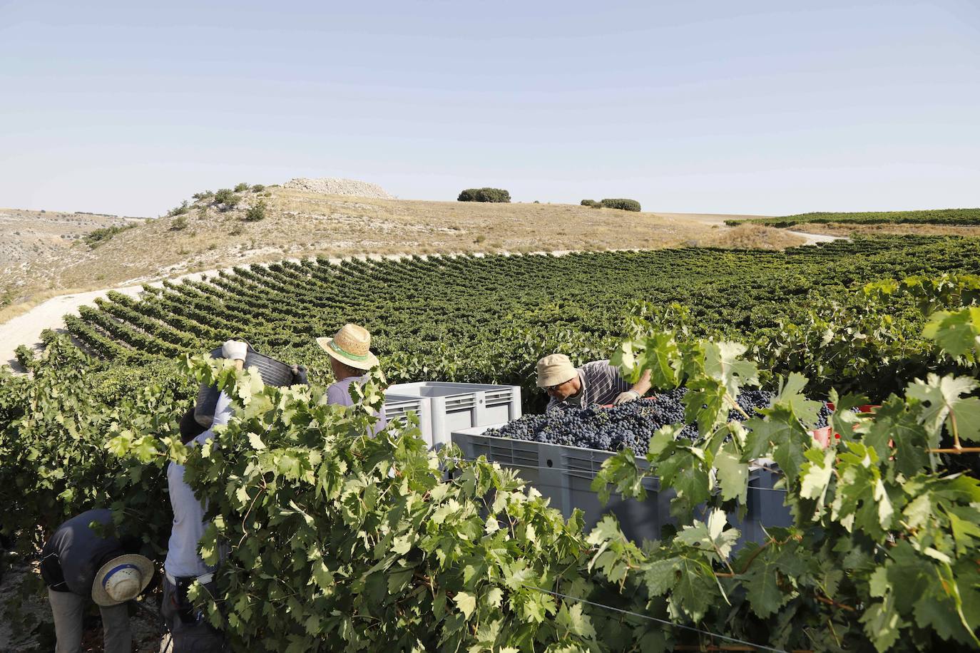 Vendimiadores en una viña de la Ribera del Duero.