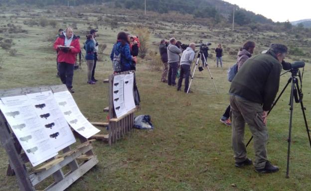 Imagen principal - Un grupo de personas ha acudido a presenciar la liberación. Un momento curioso para observar a las aves ya que algunas hace años que no vuelan en libertad y otras ni siquiera saben hacerlo con soltura. 