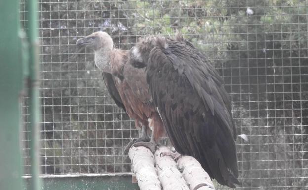 Zolorro, liberado en 2018, ha vuelto a entrar en la jaula y allí ha descansado junto a un buitre leonado. 