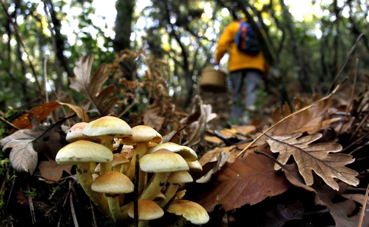 Un hombre recoge setas en el bosque. 