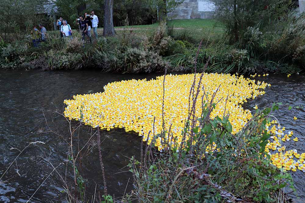 5.000 patos se han lanzado al río por dos buenas causas: colaborar con los proyectos de acceso al agua potable que lleva a cabo Amycos en Bolivia y el mantenimiento del comedor y la casa de acogida de las Hijas de la Caridad de Burgos.