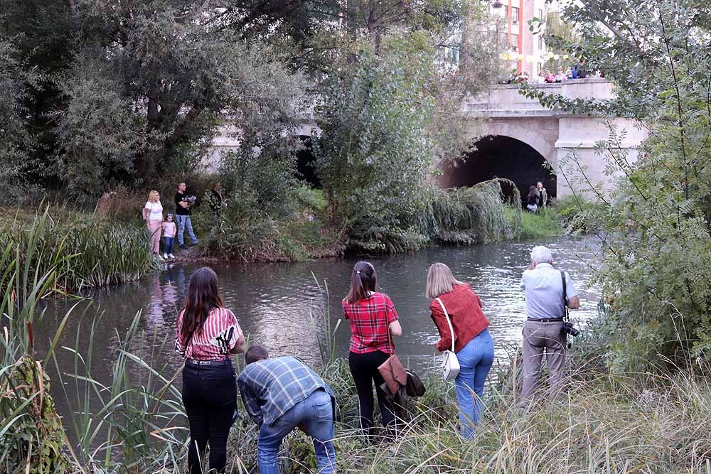 5.000 patos se han lanzado al río por dos buenas causas: colaborar con los proyectos de acceso al agua potable que lleva a cabo Amycos en Bolivia y el mantenimiento del comedor y la casa de acogida de las Hijas de la Caridad de Burgos.