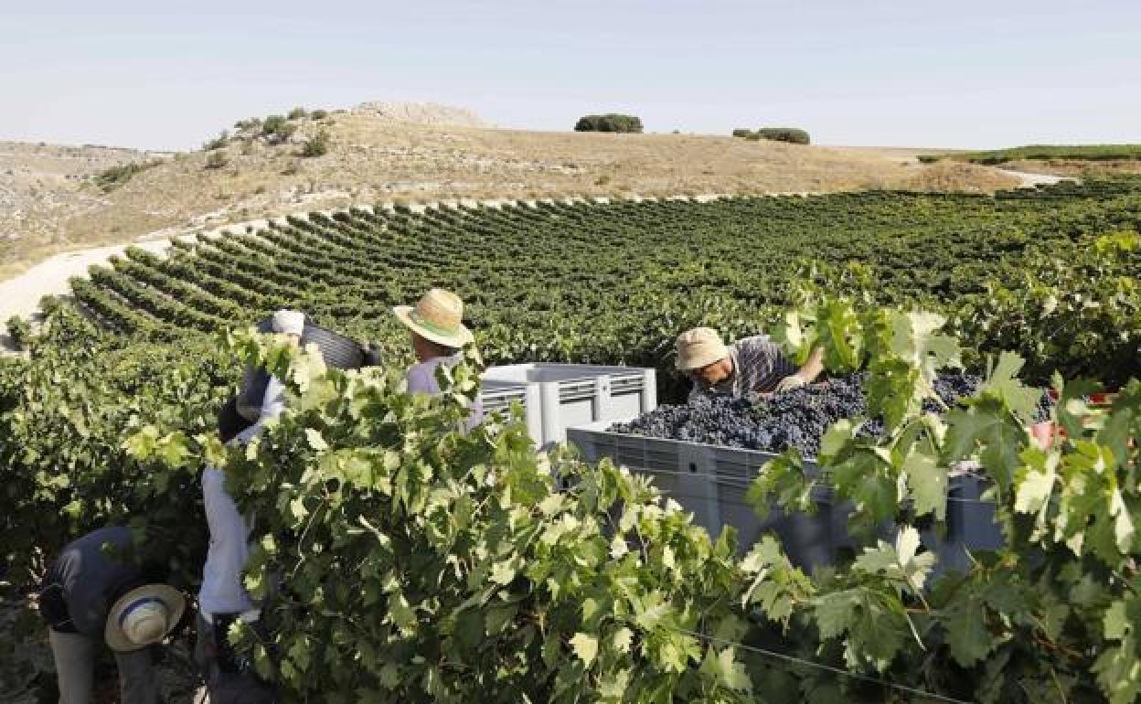 Vendimiadores en viñas de la DO Ribera del Duero.