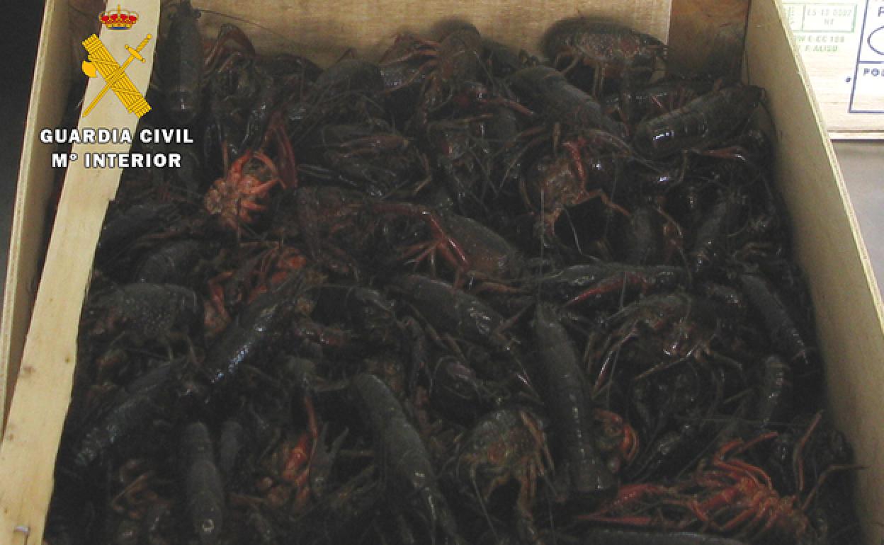 Caja de cangrejos rojos. 