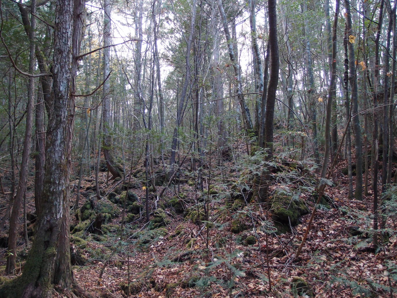 Bosque de los suicidios (Japón) | En Aokigahara, un bosque en la base del Monte Fuji, más de 500 personas se han ido suicidando desde los años 50.