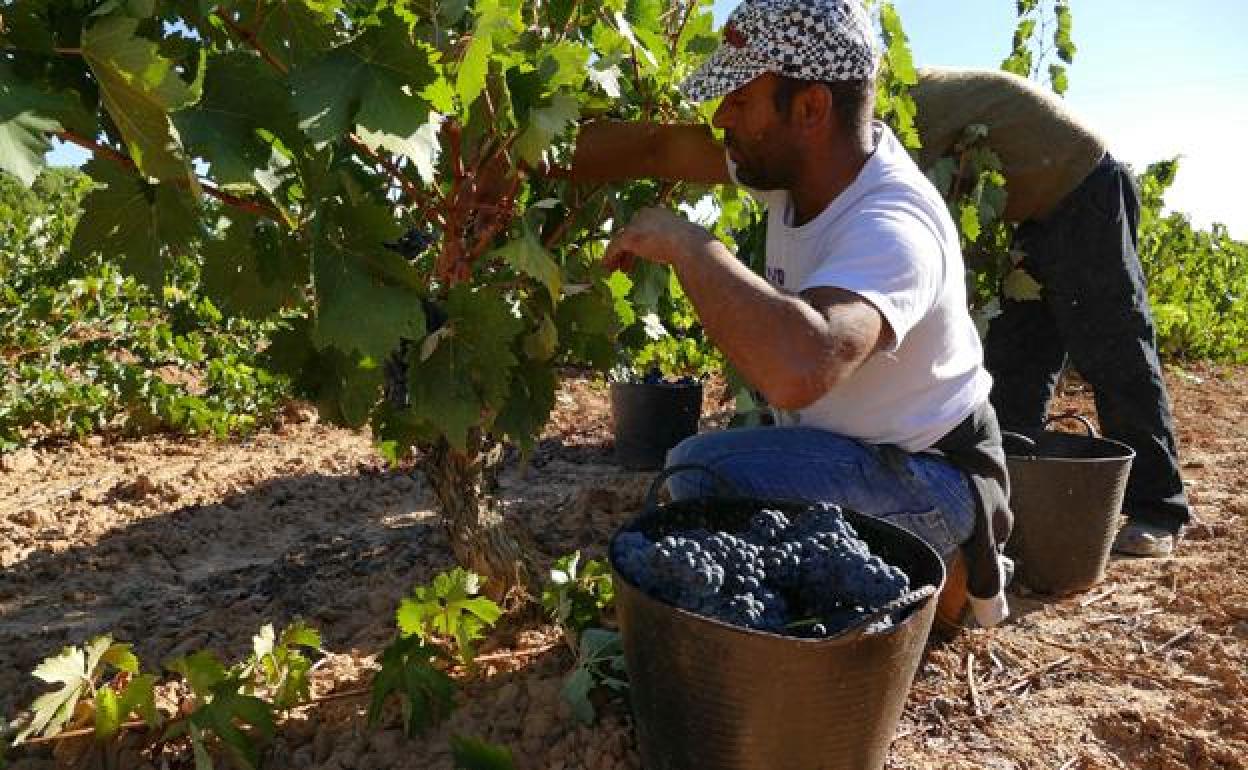 Un trabajador este verano en la vendimia.