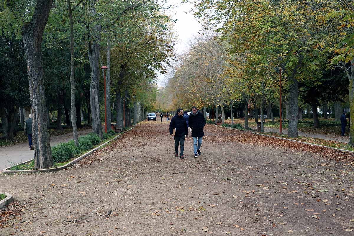 Ya se ha comenzado a actuar sobre el arbolado más envejecido y dañado y se quieren coordinar las actuaciones de los servicios de limpieza de viales y de mantenimiento de jardines. 