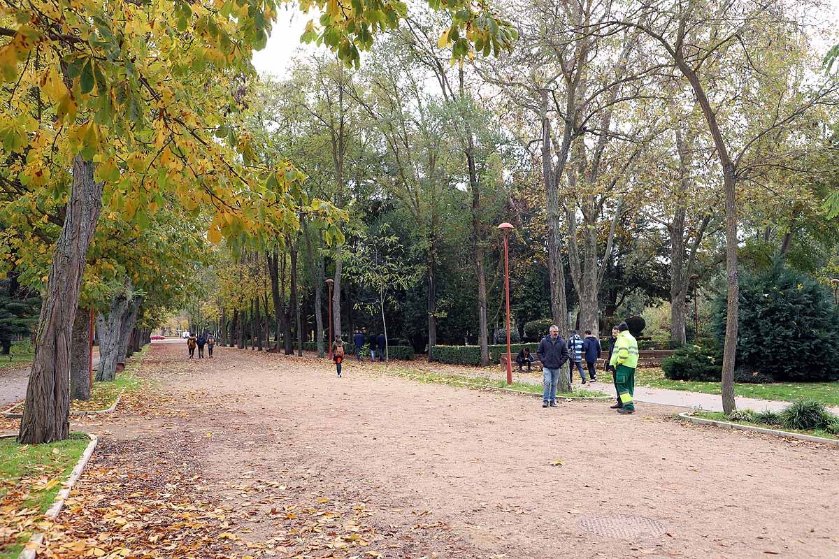 Ya se ha comenzado a actuar sobre el arbolado más envejecido y dañado y se quieren coordinar las actuaciones de los servicios de limpieza de viales y de mantenimiento de jardines. 