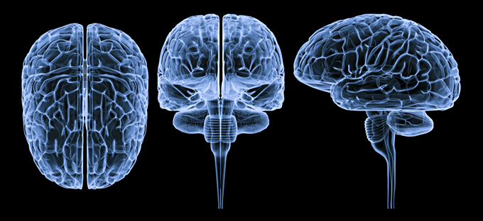 Vistas del encéfalo. 