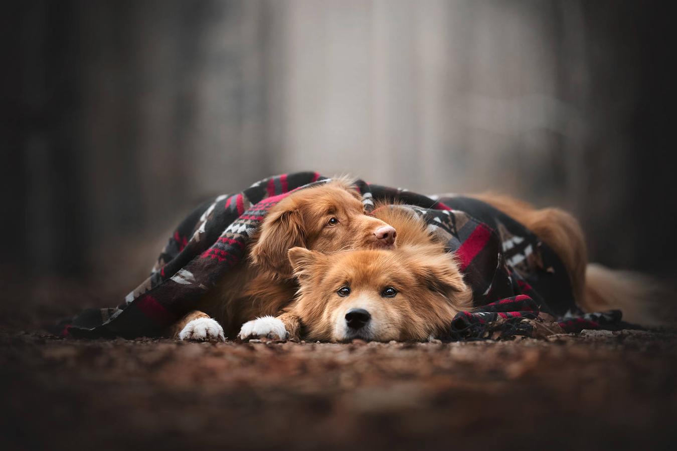 Fotos: Las mejores fotos de perros a través del objetivo de Anne Geier