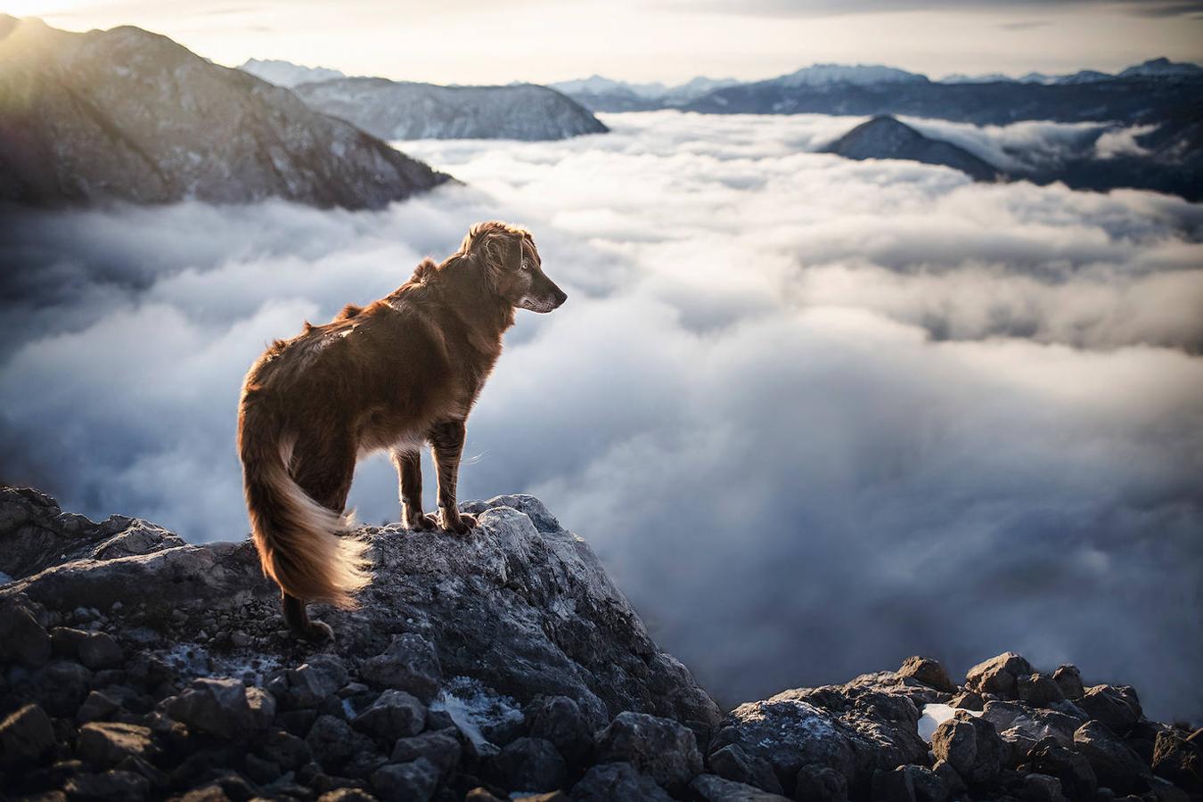 Fotos: Las mejores fotos de perros a través del objetivo de Anne Geier