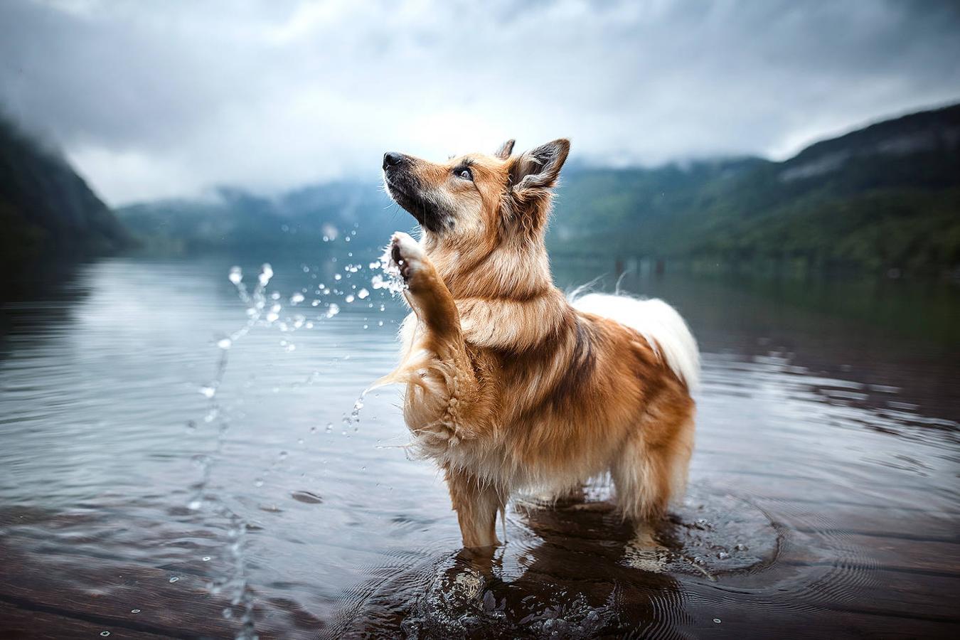 Fotos: Las mejores fotos de perros a través del objetivo de Anne Geier