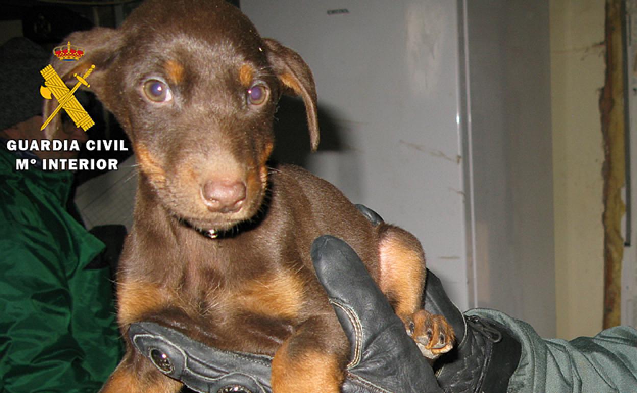 Cachorro de doberman. 