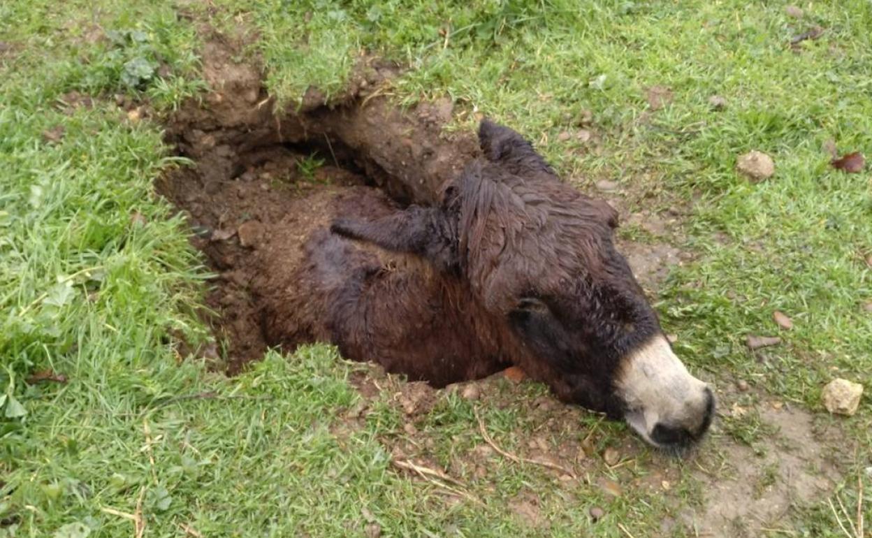 El animal, atrapado en el socavón. 