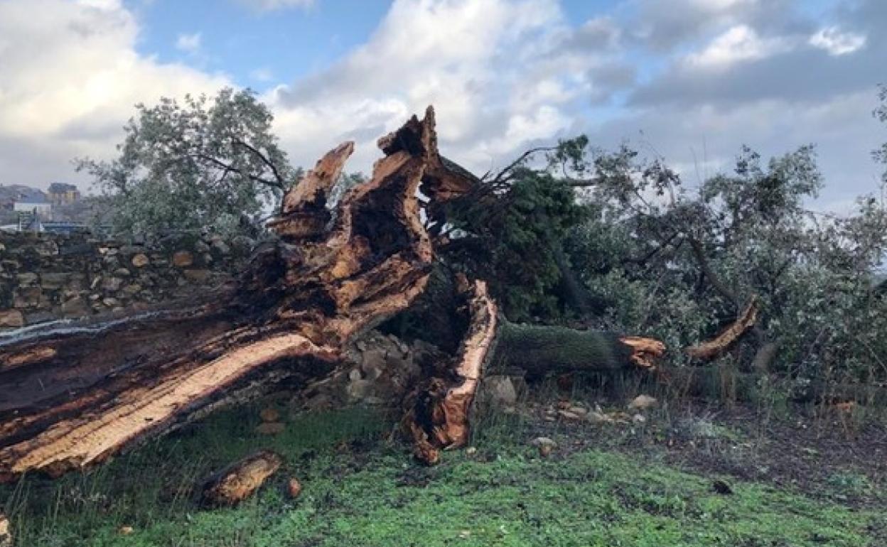 El fuerte viento derriba en Otero (León) el árbol monumental conocido como Xardón del Peruchín.