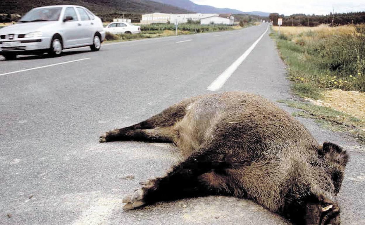 Jabalí muerto en la carretera.