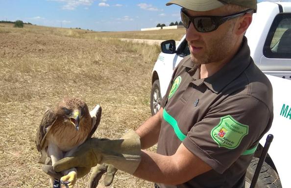 Especies en peligro de extinción encuentran acomodo en Burgos