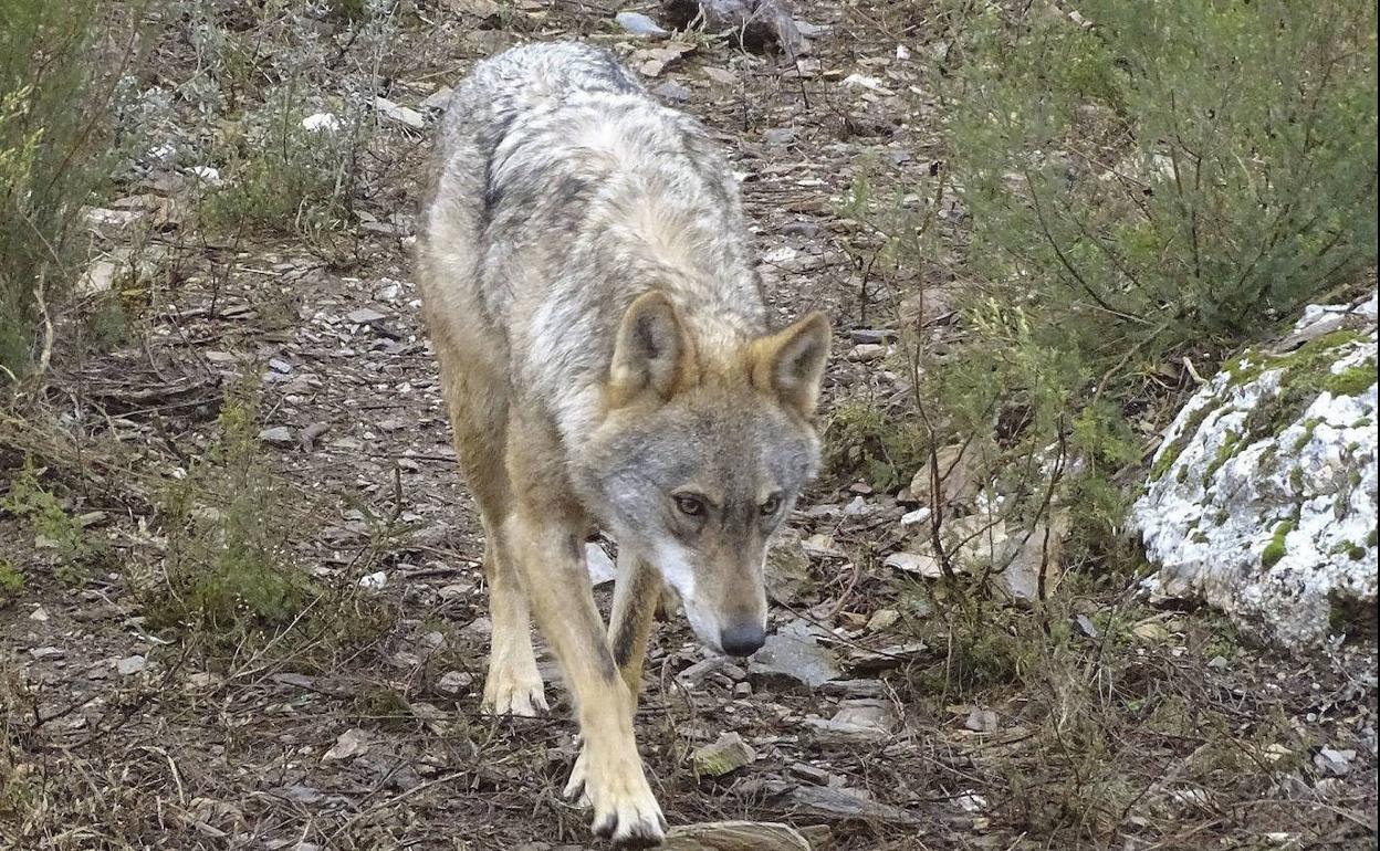 Un ejemplar de lobo ibérico. 