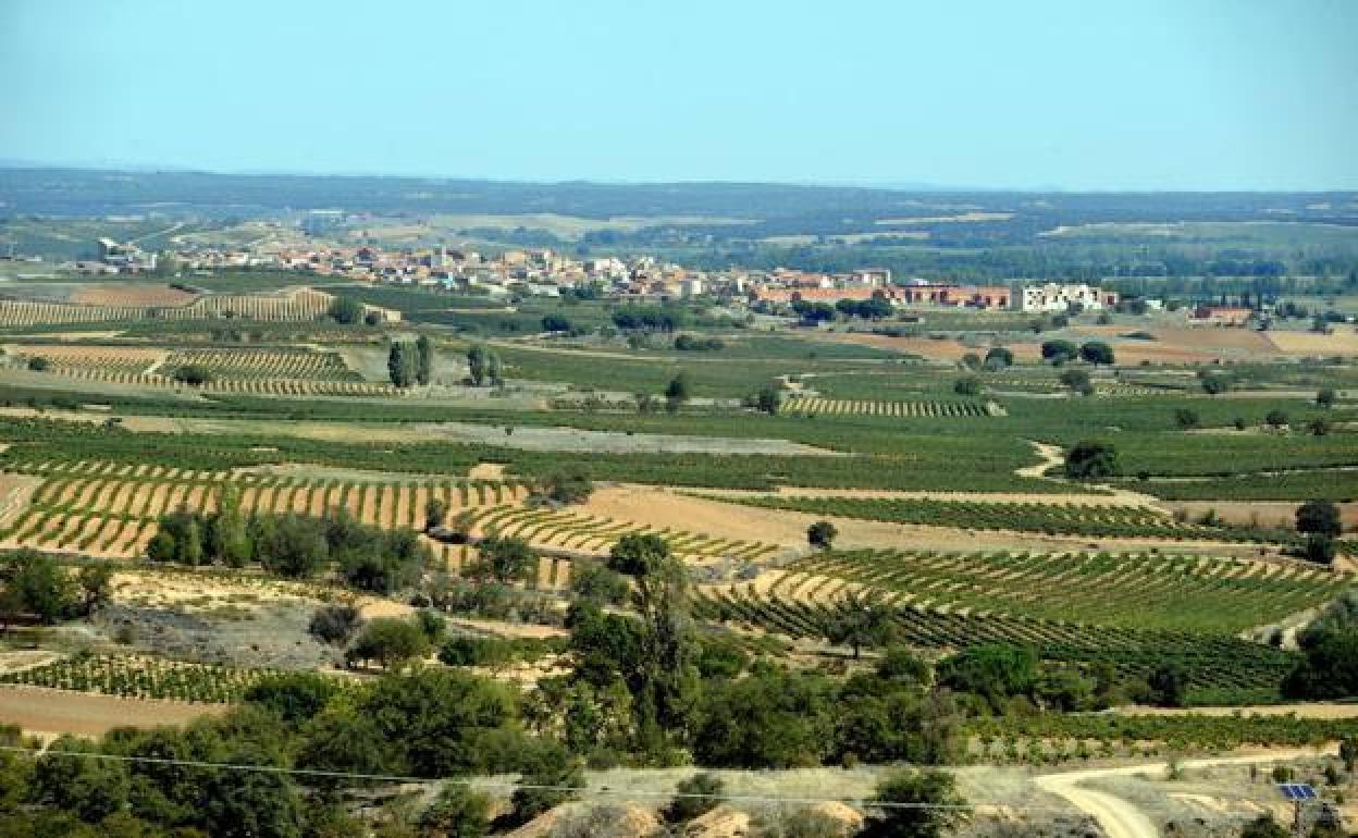 Viñedos, en Ribera del Duero. 