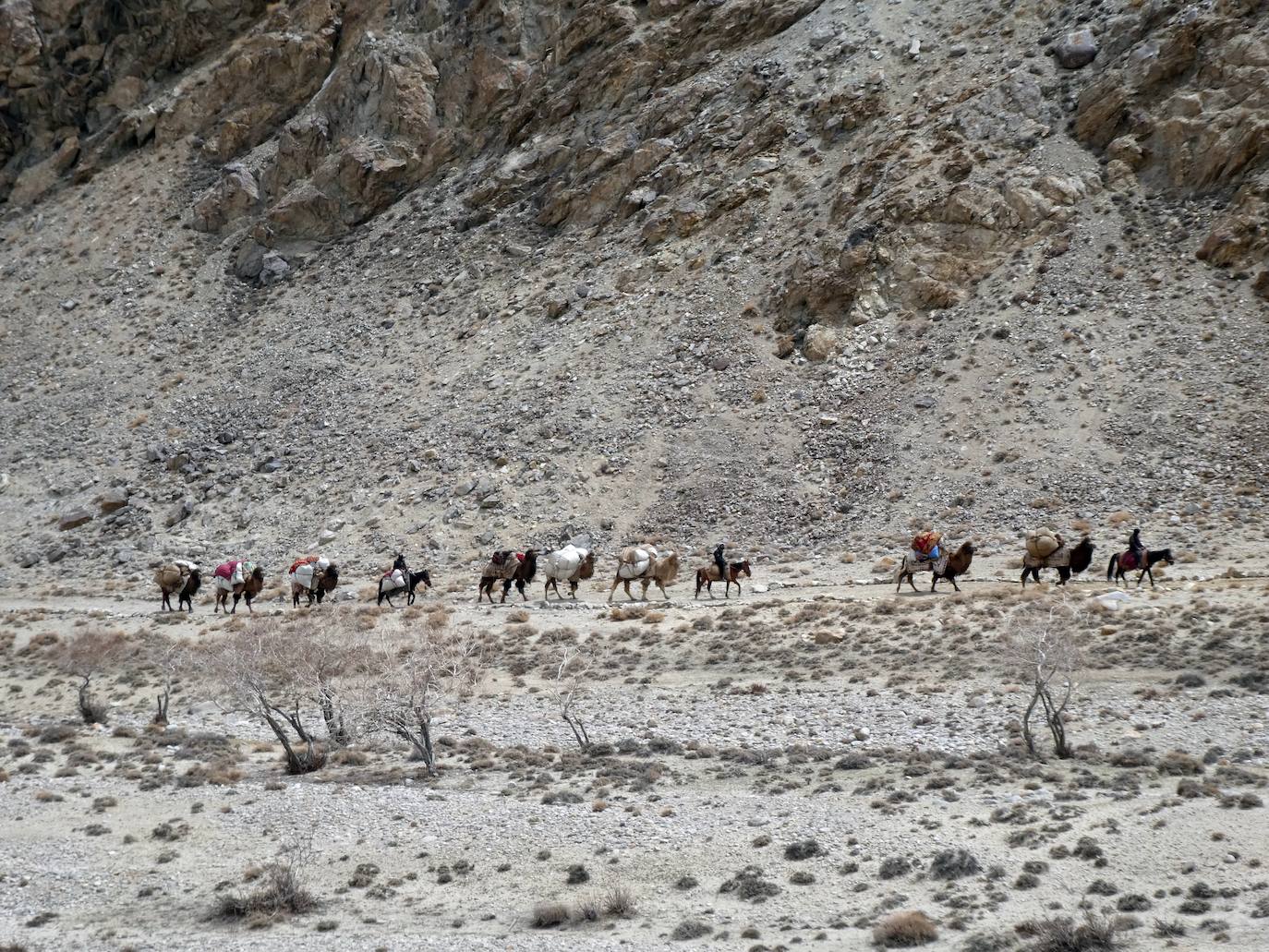 Caravana de camellos bactrianos en Afganistán.