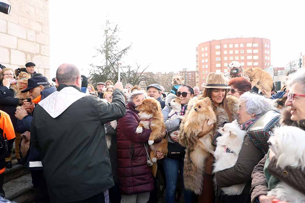 Fotos: Los animales celebran su día con la bendición de San Antón