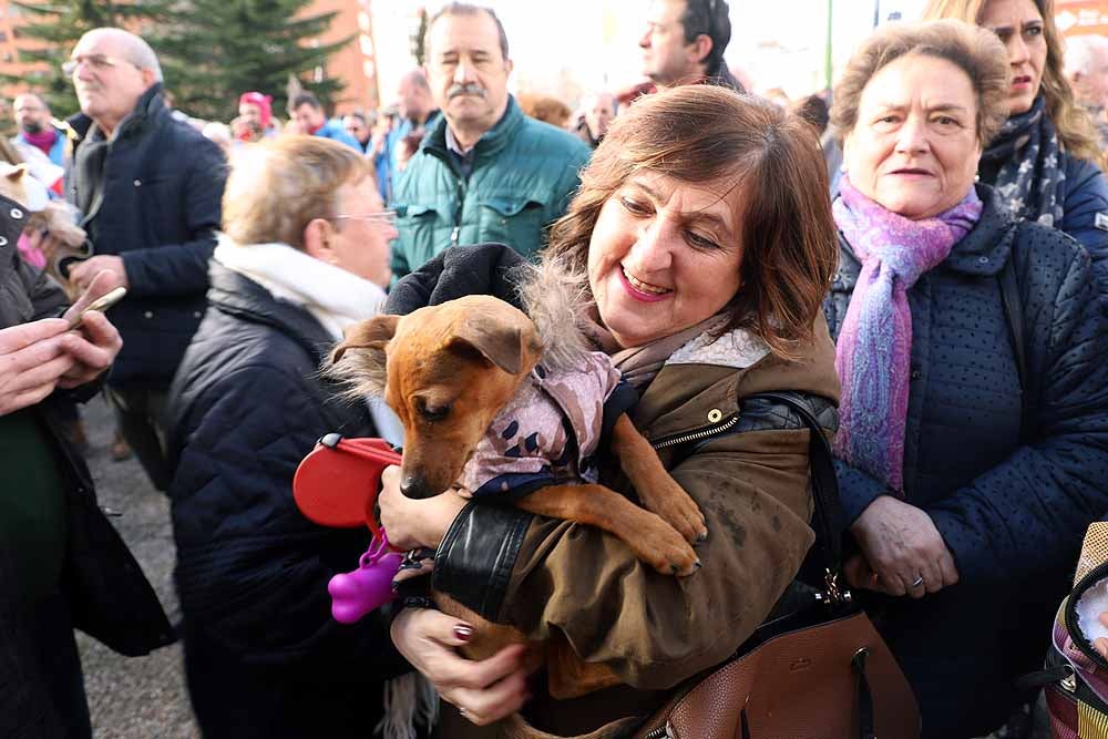 Fotos: Los animales celebran su día con la bendición de San Antón