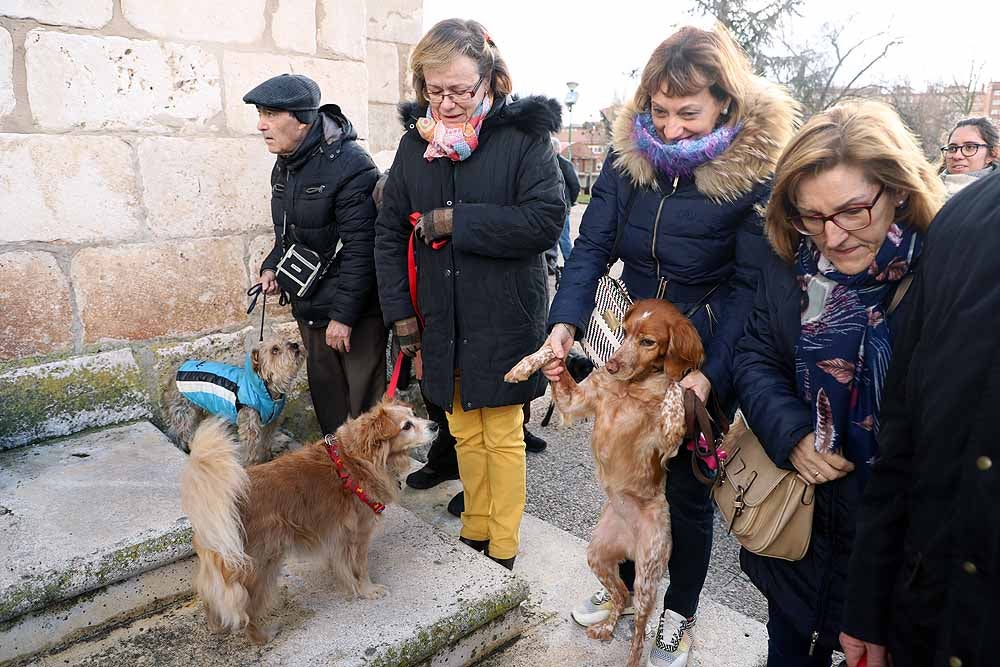 Fotos: Los animales celebran su día con la bendición de San Antón