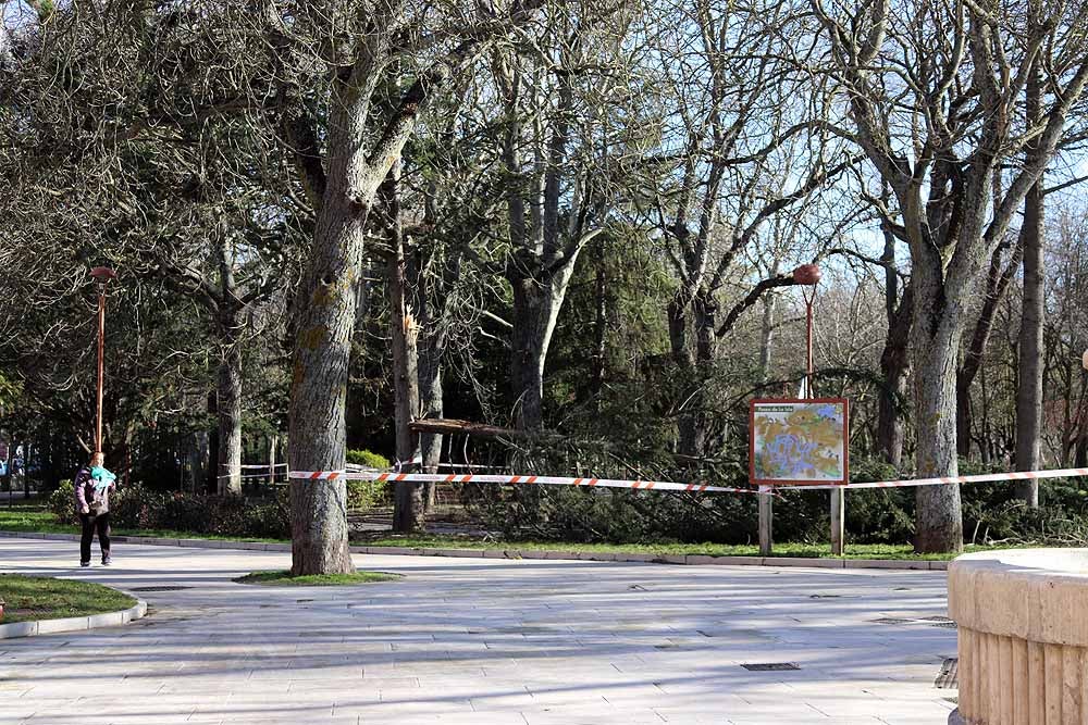 Fotos: El fuerte viento está provocando numerosos incidentes en Burgos