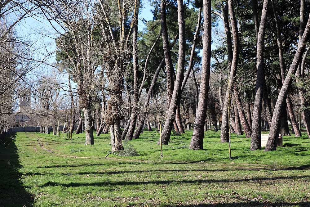 Fotos: El fuerte viento está provocando numerosos incidentes en Burgos