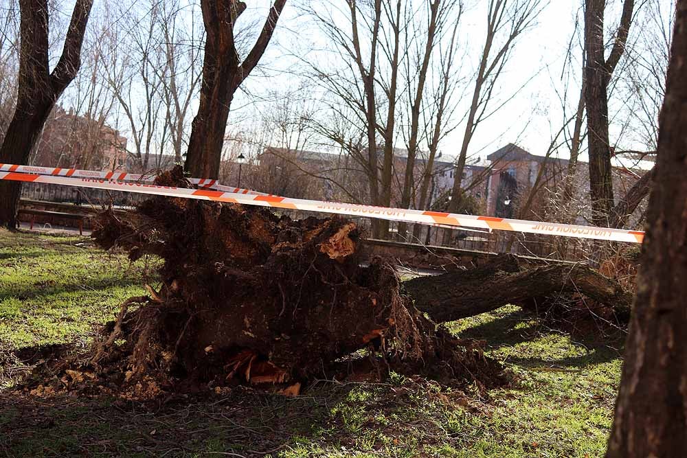 Fotos: El fuerte viento está provocando numerosos incidentes en Burgos