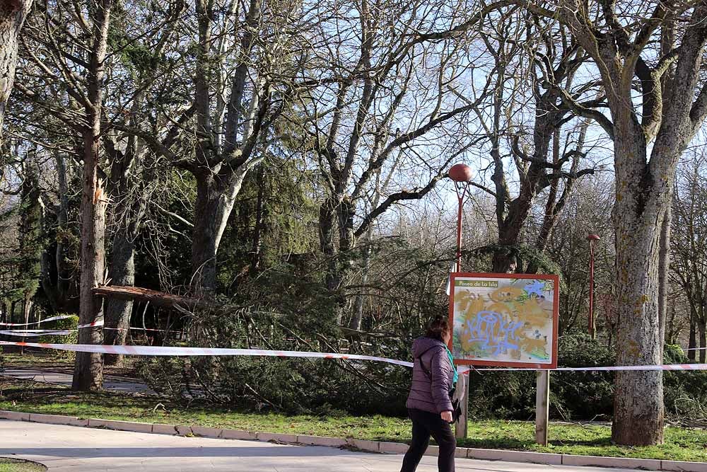 Fotos: El fuerte viento está provocando numerosos incidentes en Burgos