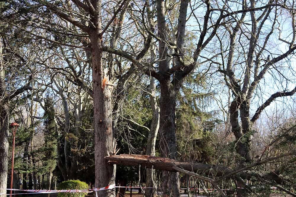 Fotos: El fuerte viento está provocando numerosos incidentes en Burgos