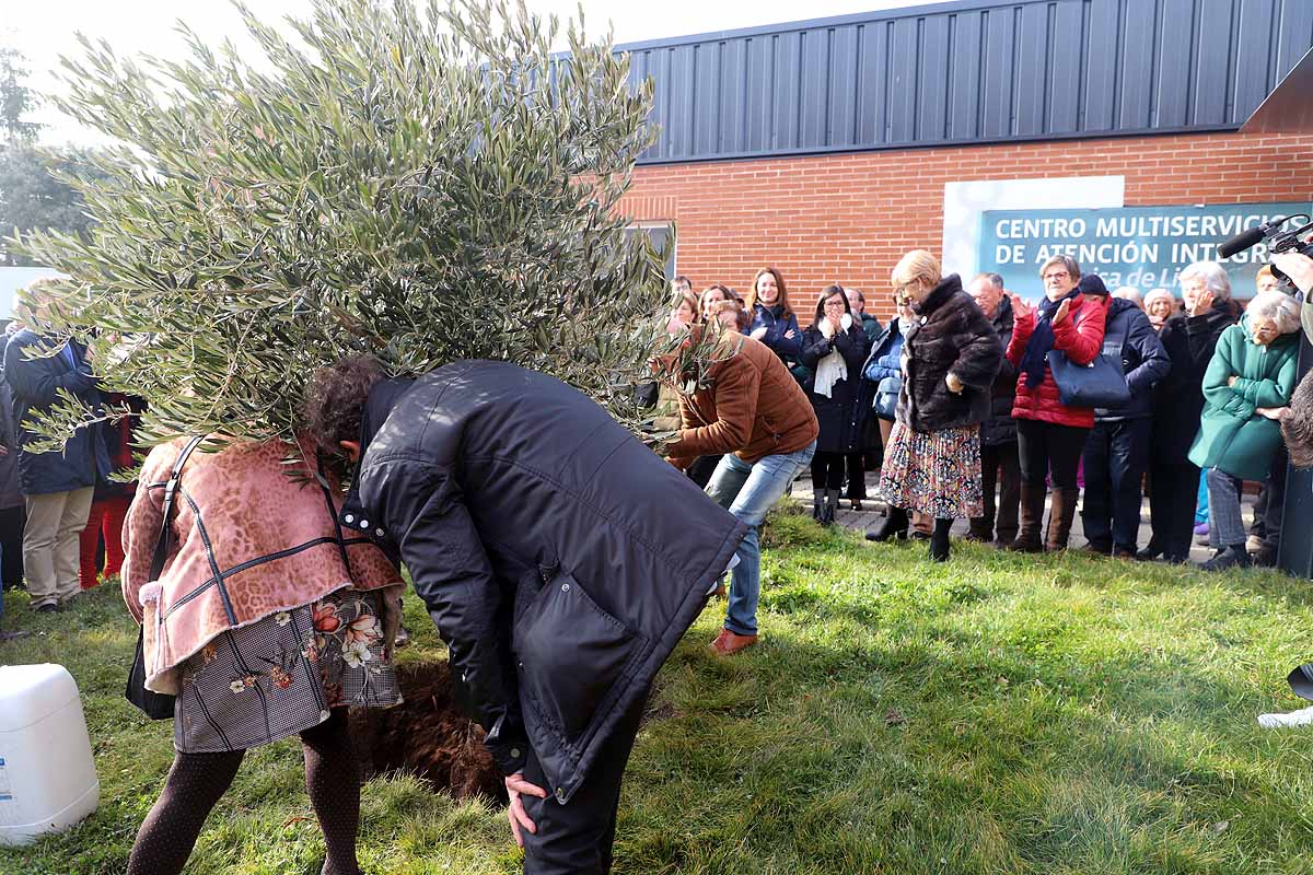 Durante la inauguración oficial se ha plantado un olivo a la puerta del centro. 