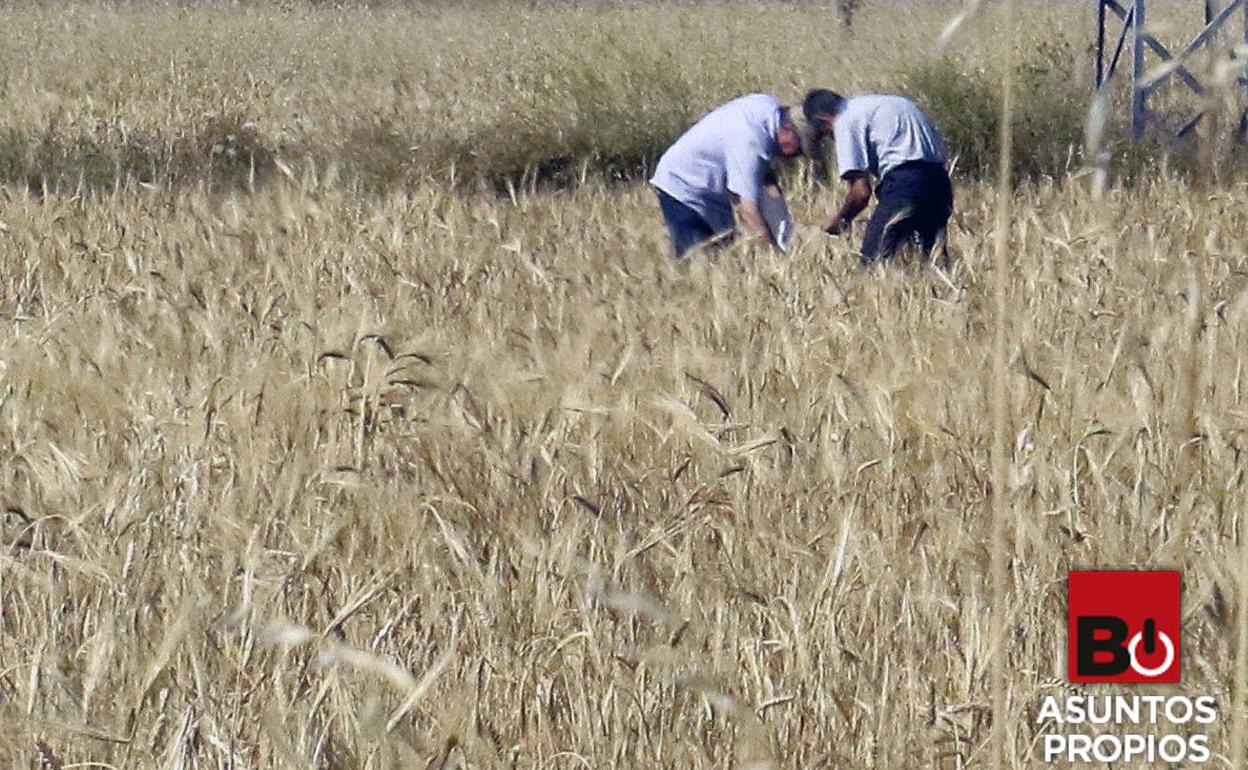 Dos agricultores en una tierra de cultivo. 