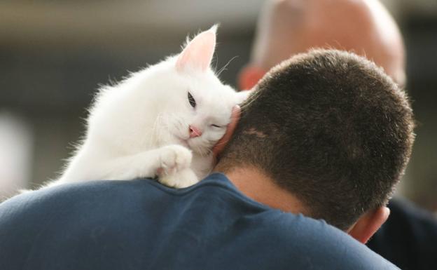 Los veterinarios aclaran que las mascotas ni se contagian ni propagan el coronavirus