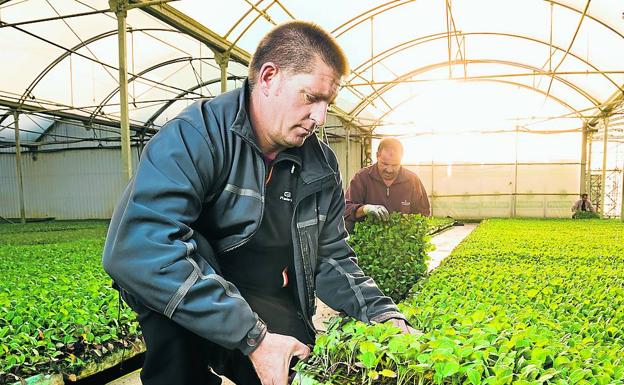 Álvaro Cirauqui selecciona una plantas de brócoli en un invernadero de Funes.