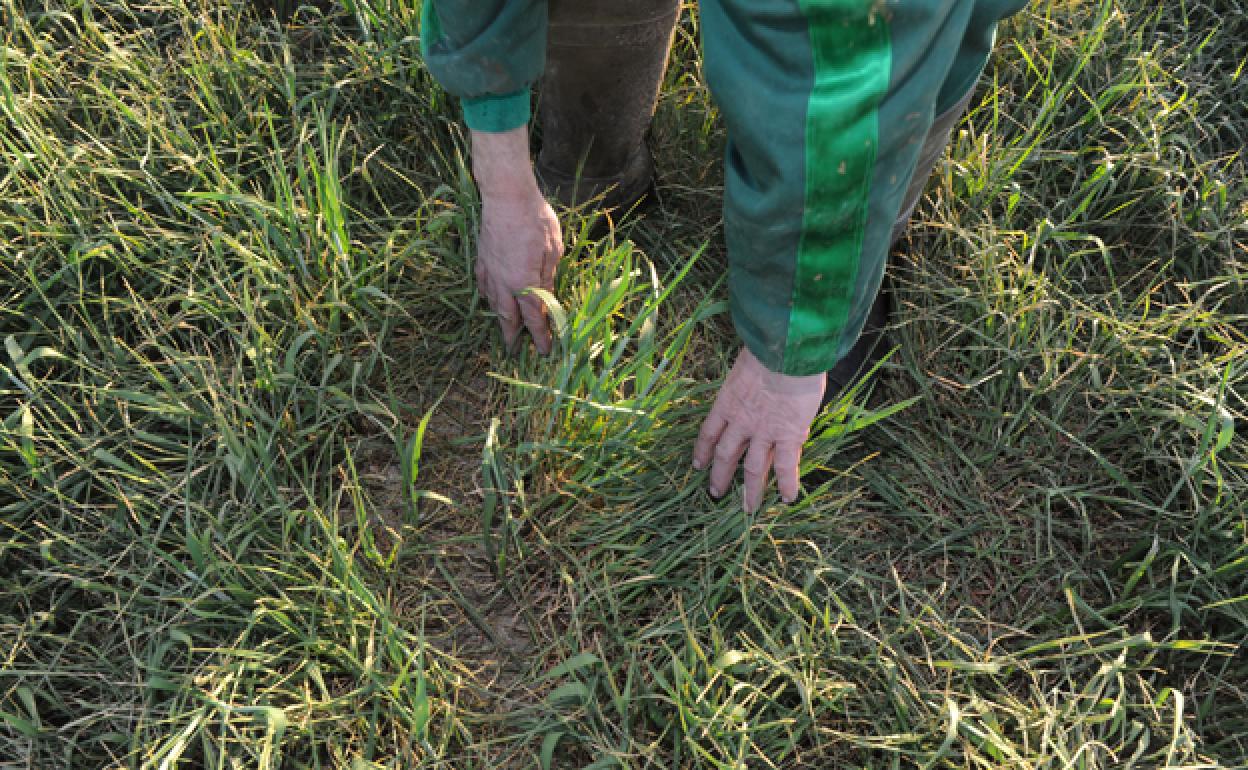 La Junta abonará más de ocho millones al campo burgalés por las ayudas directas vinculadas a superficie