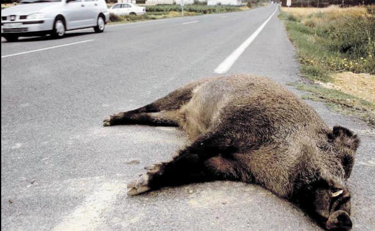 Un jabalí tras ser atropellado en una carretera. 