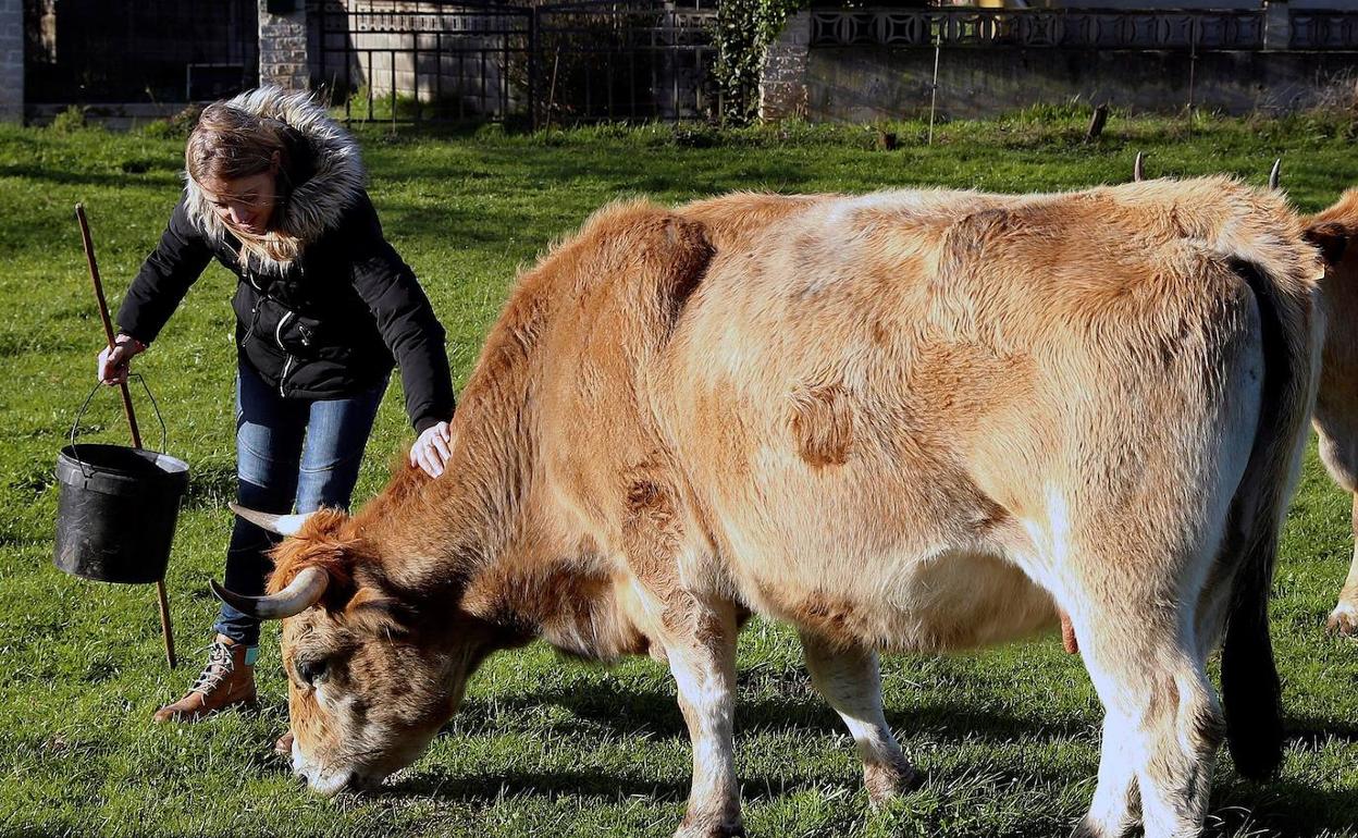 El coronavirus pone en valor el campo burgalés que mantiene buen ritmo en agricultura pero sufre en la ganadería