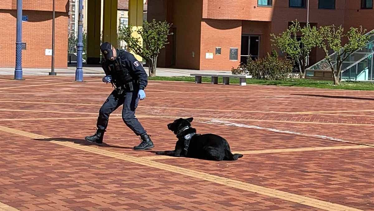 Ante la mirada de niños y mayores los perros han realizado ejercicios de obediencia y de intervención con los agentes.