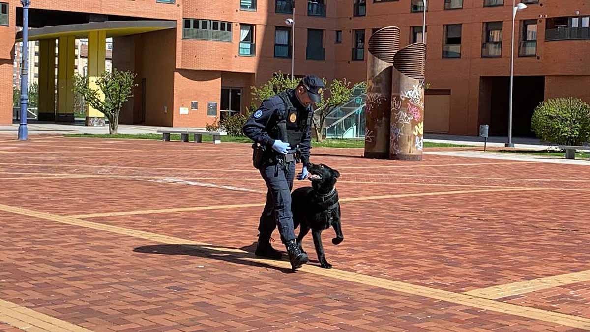 Ante la mirada de niños y mayores los perros han realizado ejercicios de obediencia y de intervención con los agentes.