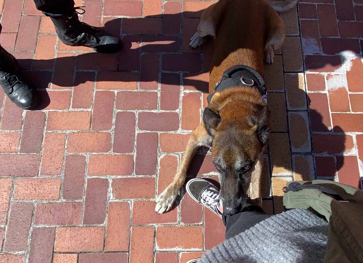 Ante la mirada de niños y mayores los perros han realizado ejercicios de obediencia y de intervención con los agentes.