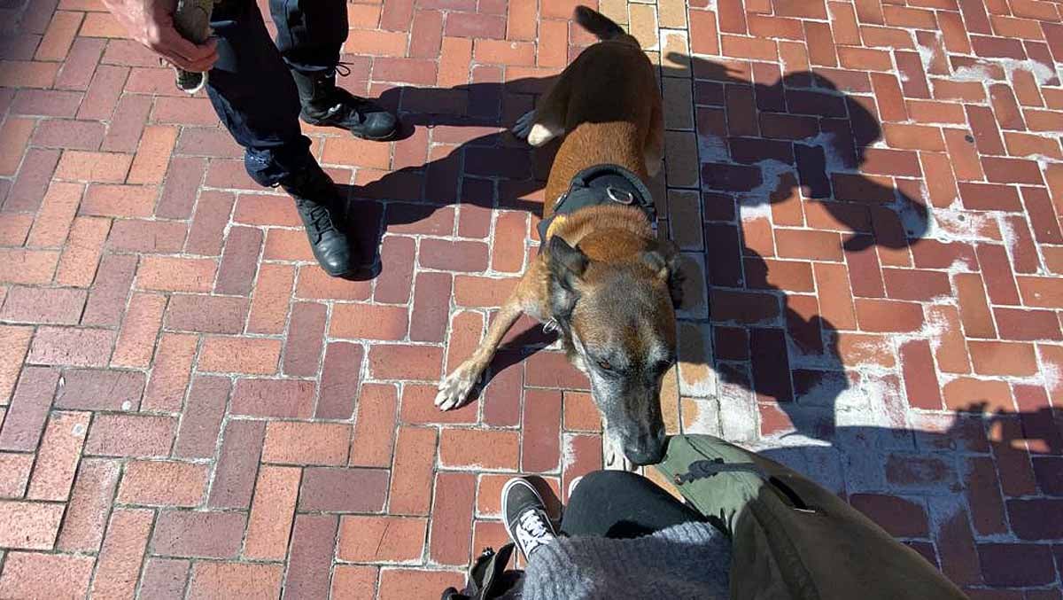 Ante la mirada de niños y mayores los perros han realizado ejercicios de obediencia y de intervención con los agentes.