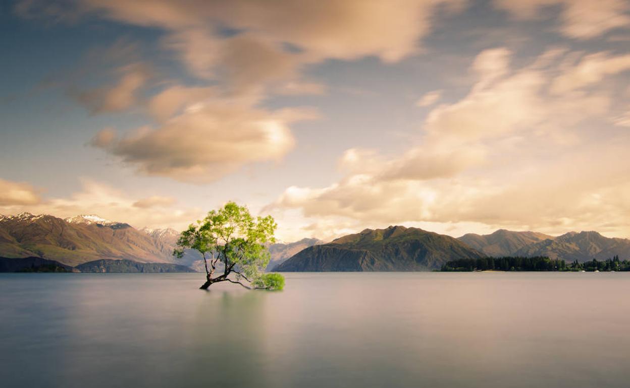 Imagen del árbol del lago Wanaka, en Nueva Zelanda, antes de ser atacado por los vándalos.