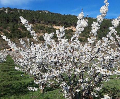 Floración en Oña. 